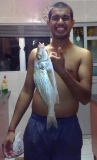 Spotted Grunter