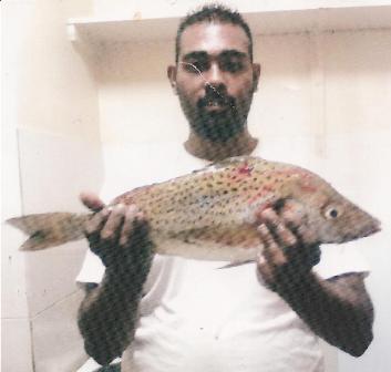 Spotted Grunter