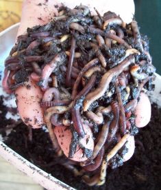 Worms for Bait - FishingInfo.co.za