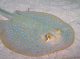 Blue Stingray - FishingInfo.co.za