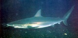 Dusky Shark - FishingInfo.co.za