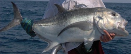 Giant Kingfish - FishingInfo.co.za
