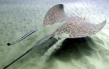 Honeycomb Stingray - FishingInfo.co.za