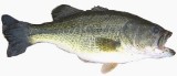 Largemouth Bass - FishingInfo.co.za