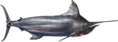 Black Marlin - FishingInfo.co.za