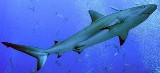 Blacktip Shark - FishingInfo.co.za