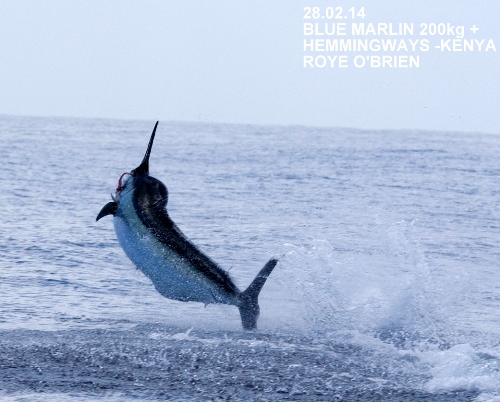 Blue Marlin On!