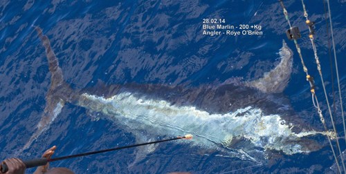 Blue Marlin Being Tagged