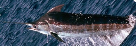 Blue Marlin - FishingInfo.co.za