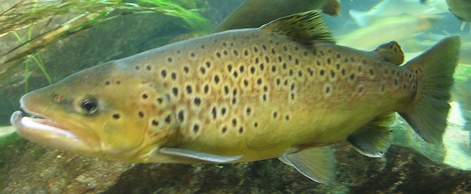 Brown Trout - FishingInfo.co.za