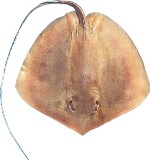 Brown Stingray - FishingInfo.co.za
