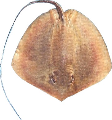 Brown Stingray - FishingInfo.co.za
