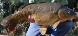 Canary Carp - FishingInfo.co.za