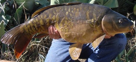 Canary Carp - FishingInfo.co.za