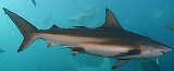 Copper Shark - FishingInfo.co.za