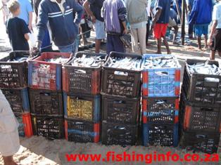 FishingInfo.co.za - Crates of Sardines