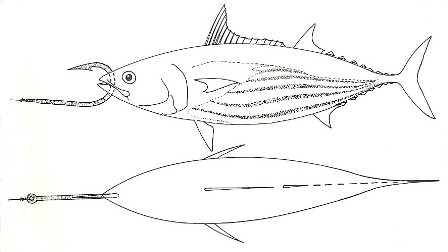 Dead Bait Trolling 3 - FishingInfo.co.za