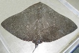 Diamond Stingray - FishingInfo.co.za