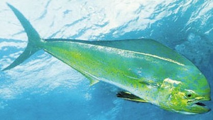Dorado - FishingInfo.co.za