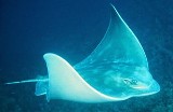 Eagle Ray - FishingInfo.co.za