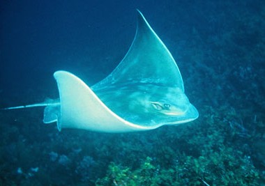 Eagle Ray - FishingInfo.co.za