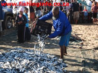 Fishinginfo.co.za - Emptying Sardines