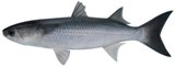 Flathead Mullet - FishingInfo.co.za