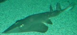 Giant Guitarfish - FisngInfo.co.za