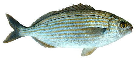 Karanteen - FishingInfo.co.za