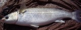 Largescale Mullet - FishingInfo.co.za