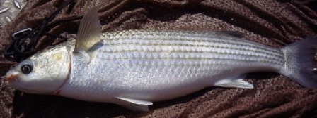 Largescale Mullet - FishingInfo.co.za