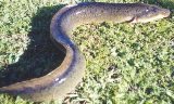 Longfin Eel - FishingInfo.co.za