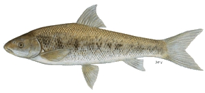 Moggel - FishingInfo.co.za