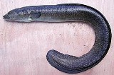 Mottled Eel - FishingInfo.co.za