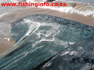 FishingInfo.co.za - Sardines in the Net