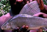 Purple Labeo - FishingInfo.co.za