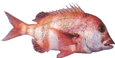 Red Stumpnose - FishingInfo.co.za