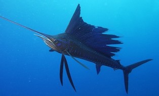 Sailfish - FishingInfo.co.za