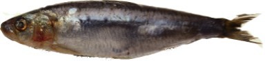 Sardine/Pilchard - FishingInfo.co.za