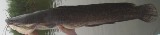 Sharptooth Cattfish - FishingInfo.co.za