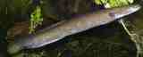 Shortfin Eel - FishingInfo.co.za