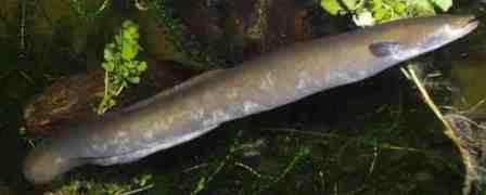 Shortfin Eel - FishingInfo.co.za