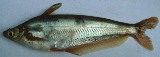 Silver Catfish - FishingInfo.co.za