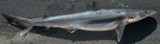 Soupfin Shark - FishingInfo.co.za