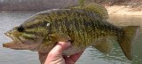 Spotted Bass - FishingInfo.co.za
