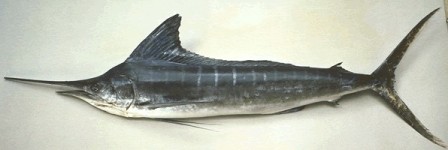 Striped Marlin - FishingInfo.co.za