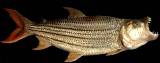 Tigerfish - FishingInfo.co.za